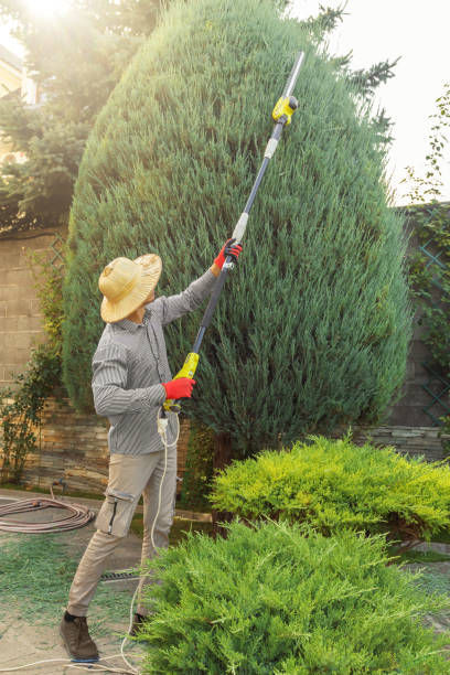 How Our Tree Care Process Works  in  Chadron, NE